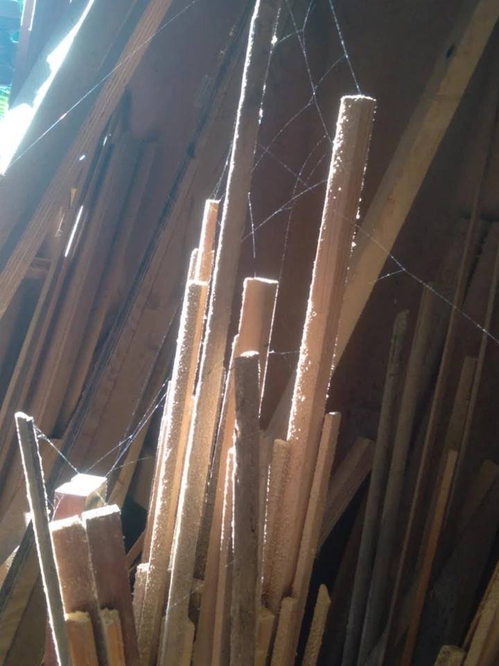 Thin wooden slats standing against a wall with spider webs catching sunlight.